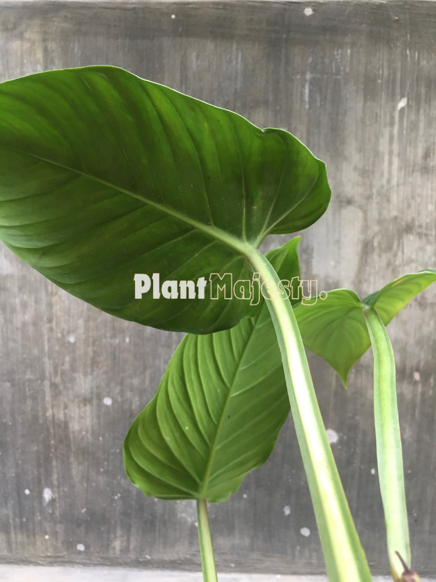 Philodendron Rugapetiolatum