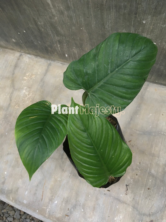 Philodendron Rugapetiolatum