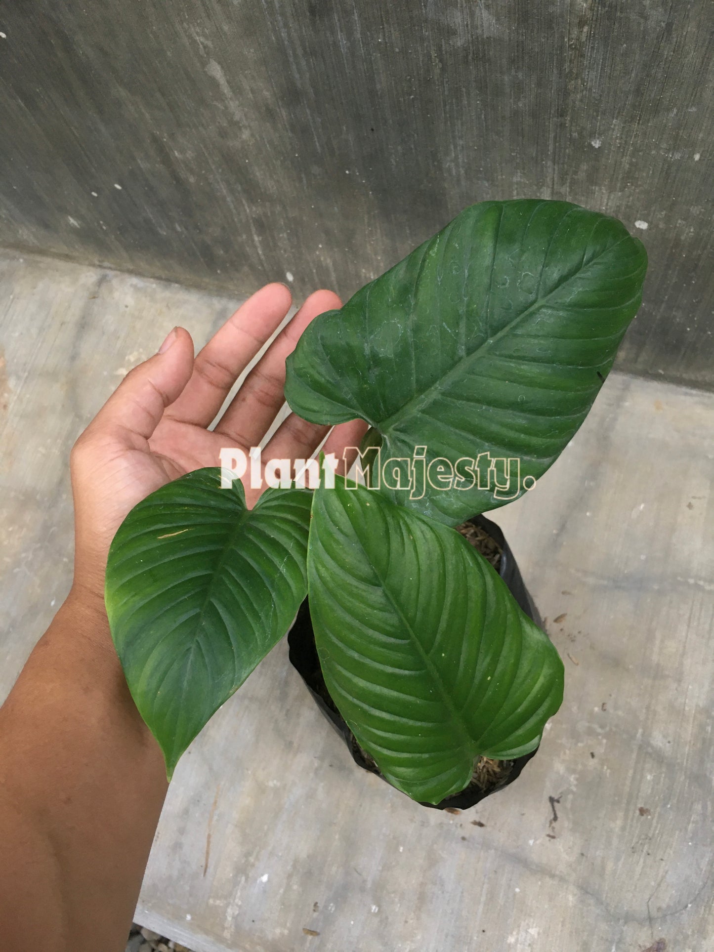 Philodendron Rugapetiolatum