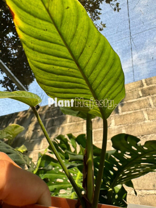 Philodendron Rugapetiolatum