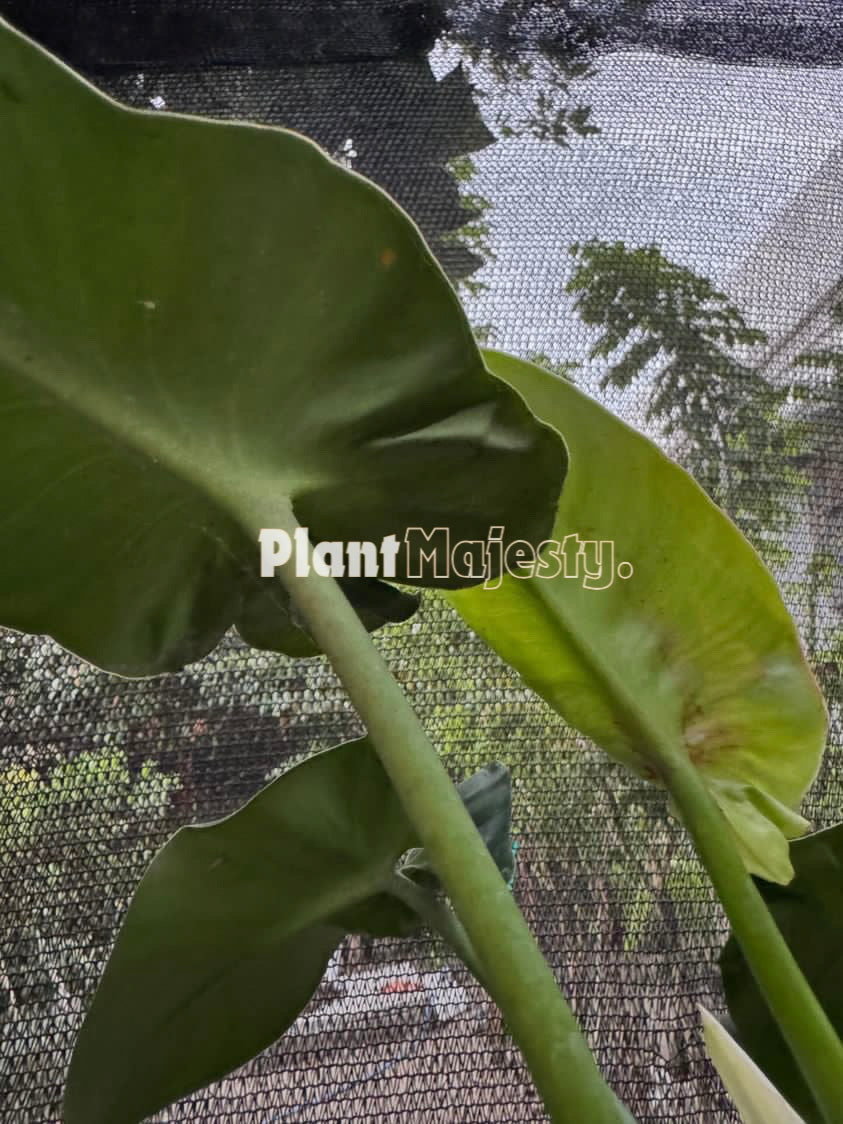 Philodendron Rugosum Aberrant Form