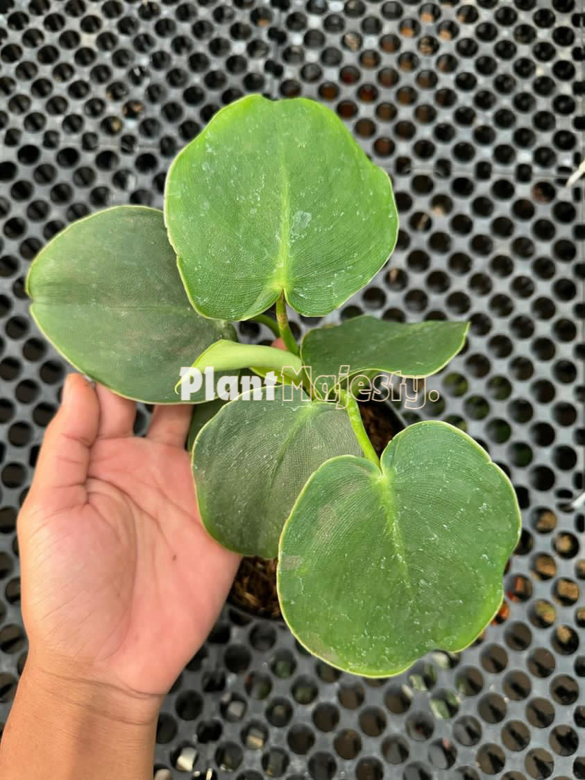 Philodendron Rugosum