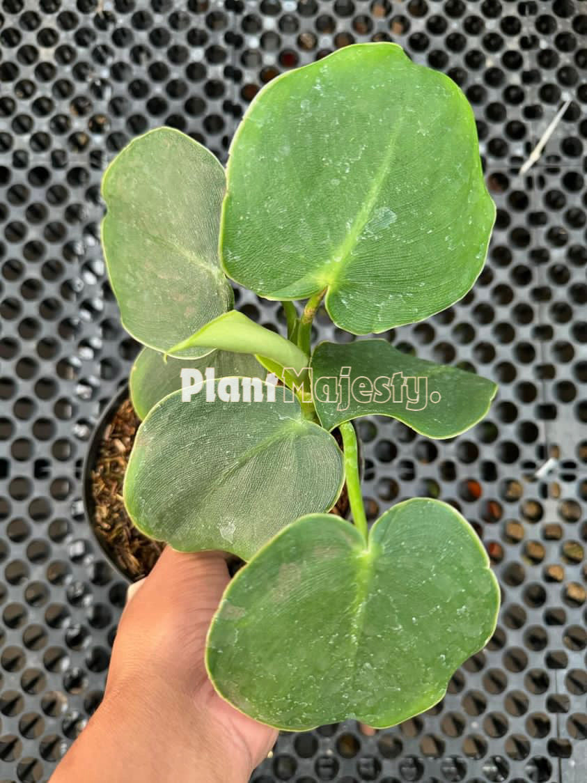 Philodendron Rugosum