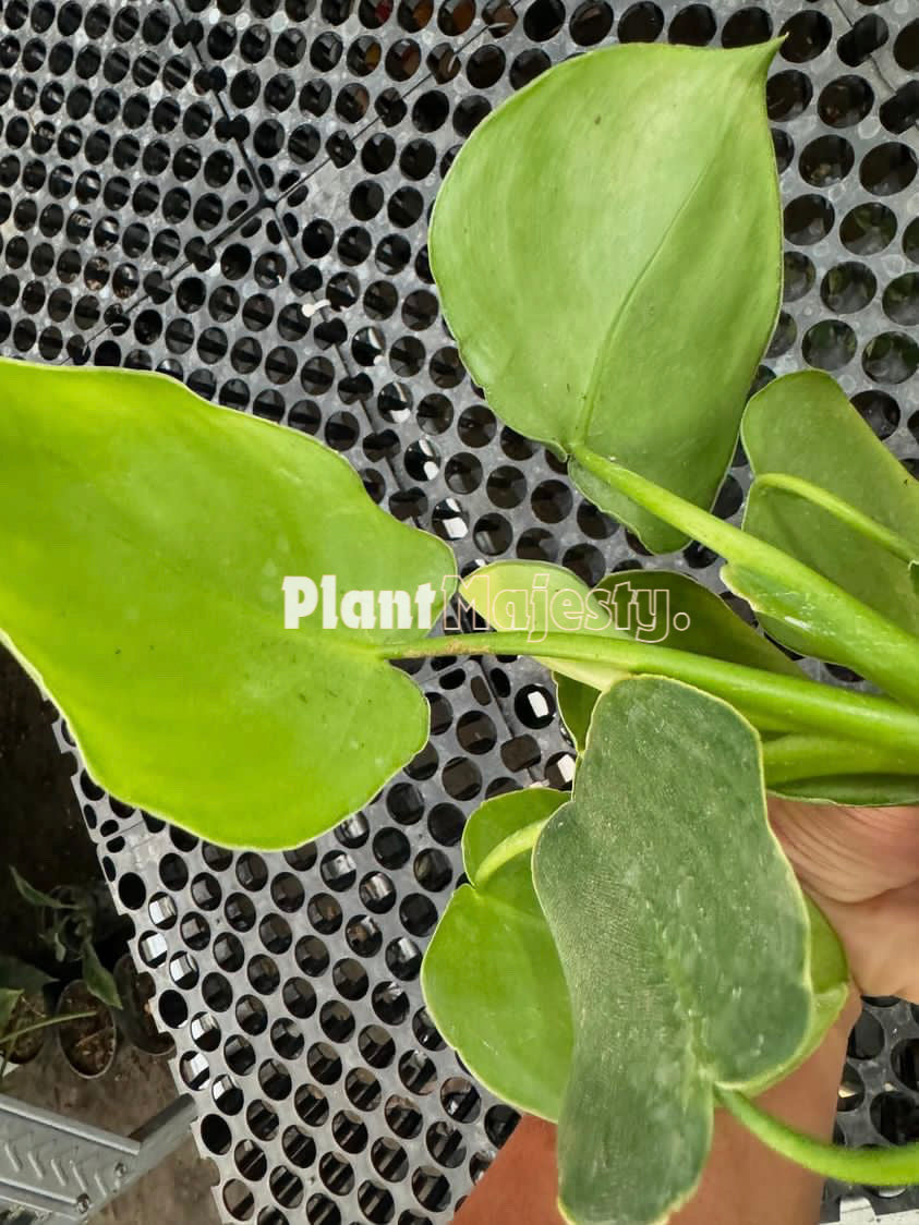 Philodendron Rugosum