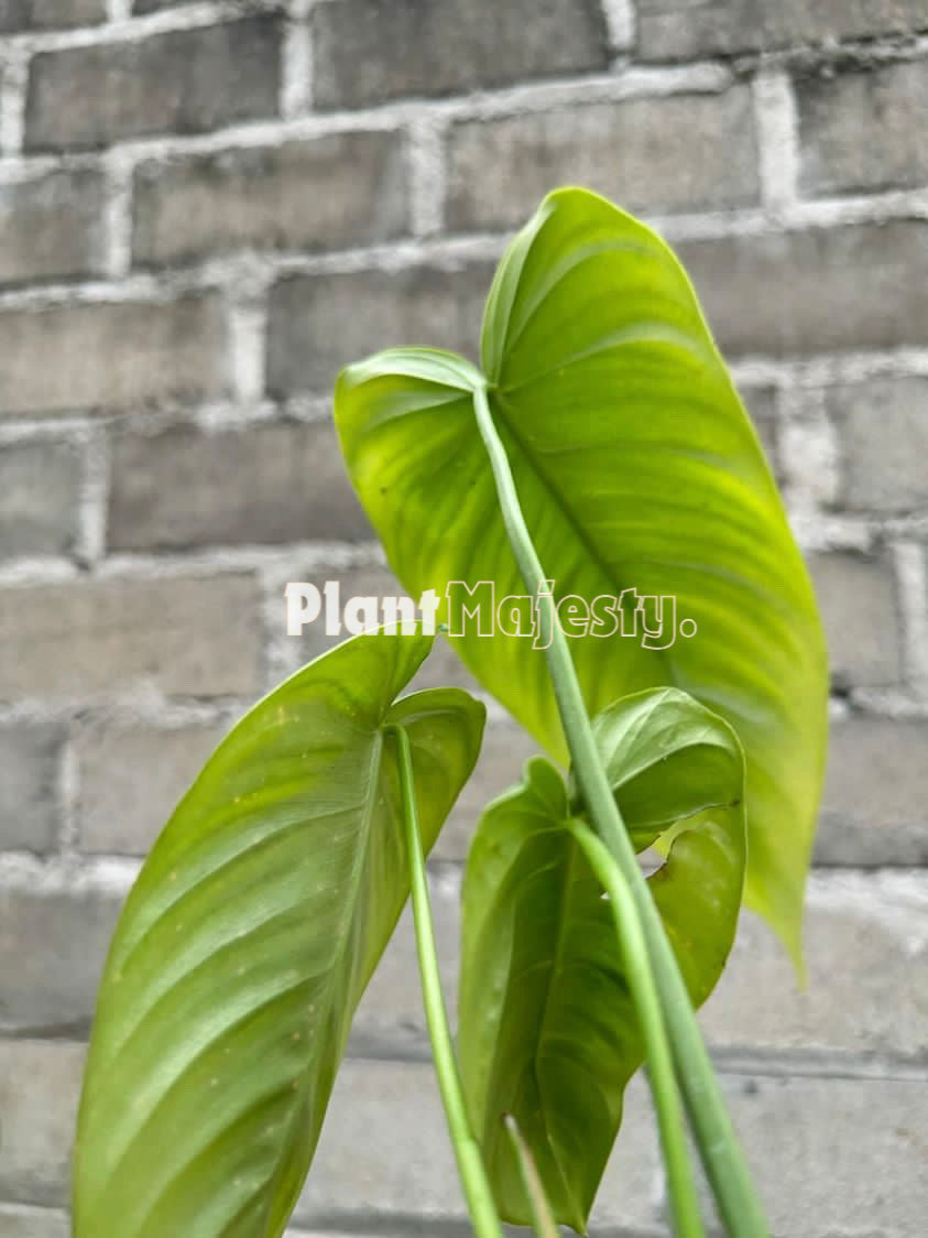 Philodendron  Sharoniae x Philodendron Mc Dowel