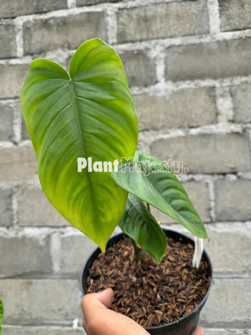 Philodendron  Sharoniae x Philodendron Mc Dowel