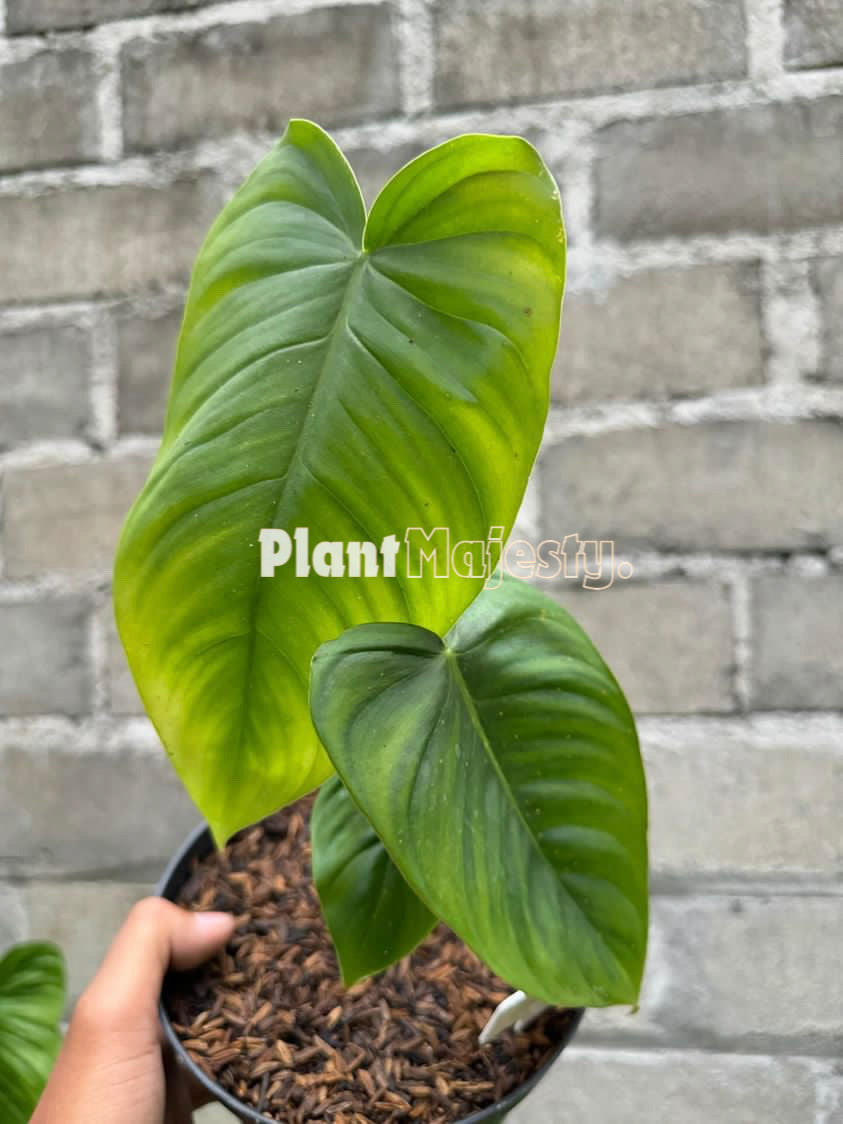 Philodendron  Sharoniae x Philodendron Mc Dowel