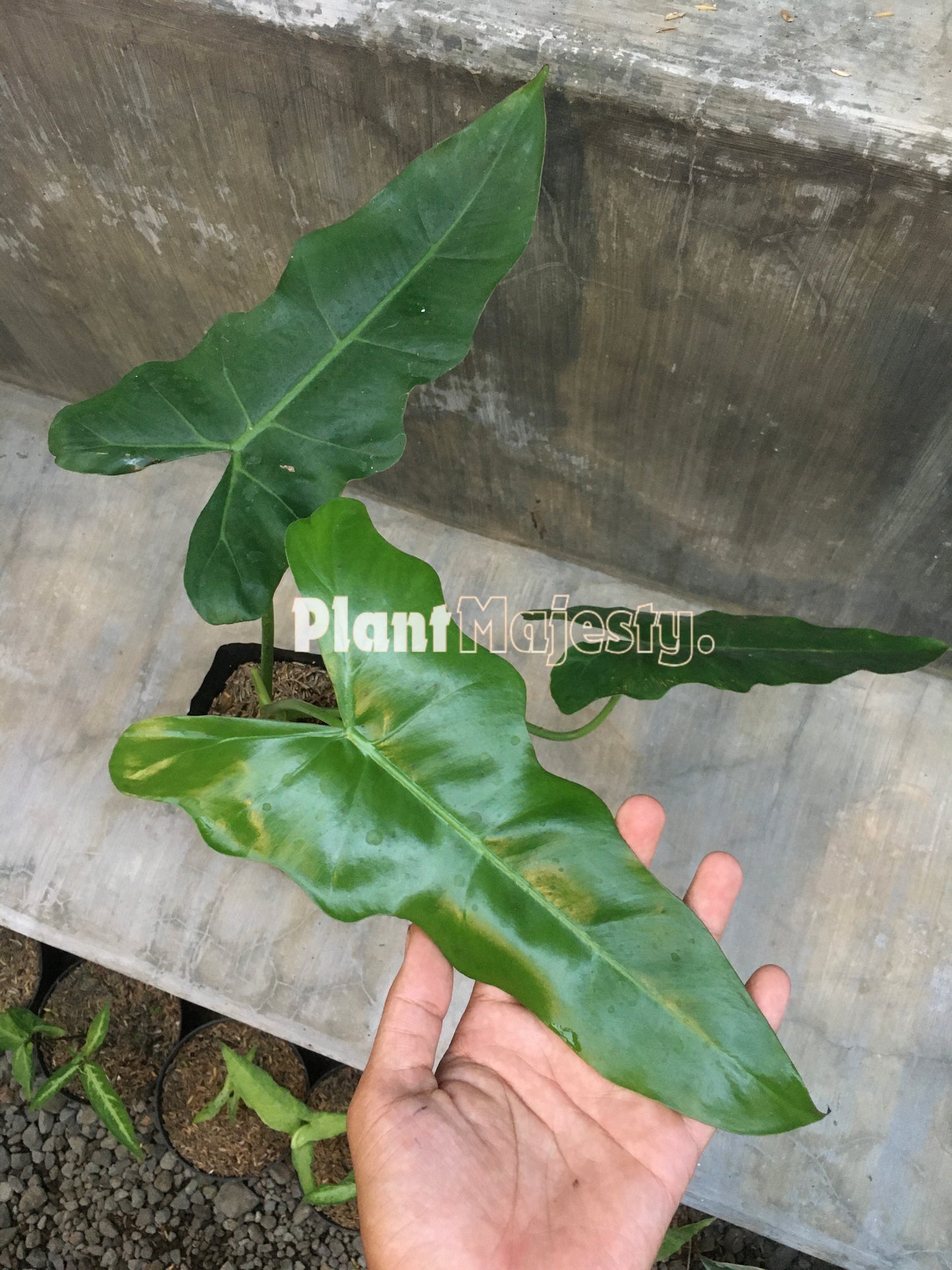 Philodendron Simmondsii