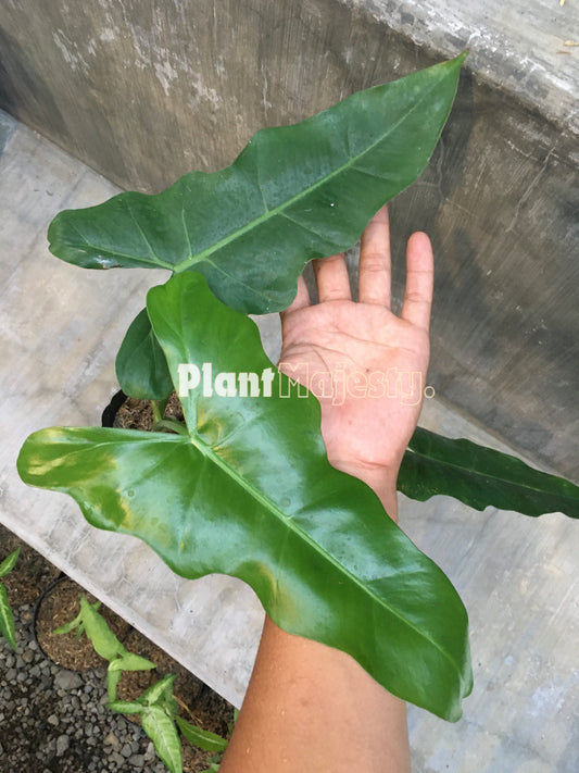 Philodendron Simmondsii