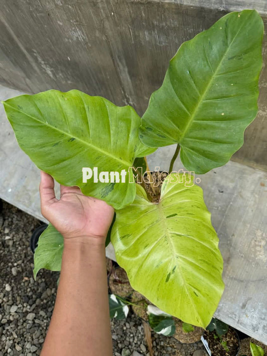 Philodendron Snowdrift