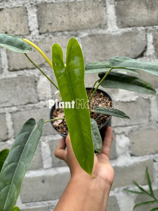 Philodendron Sp Felix