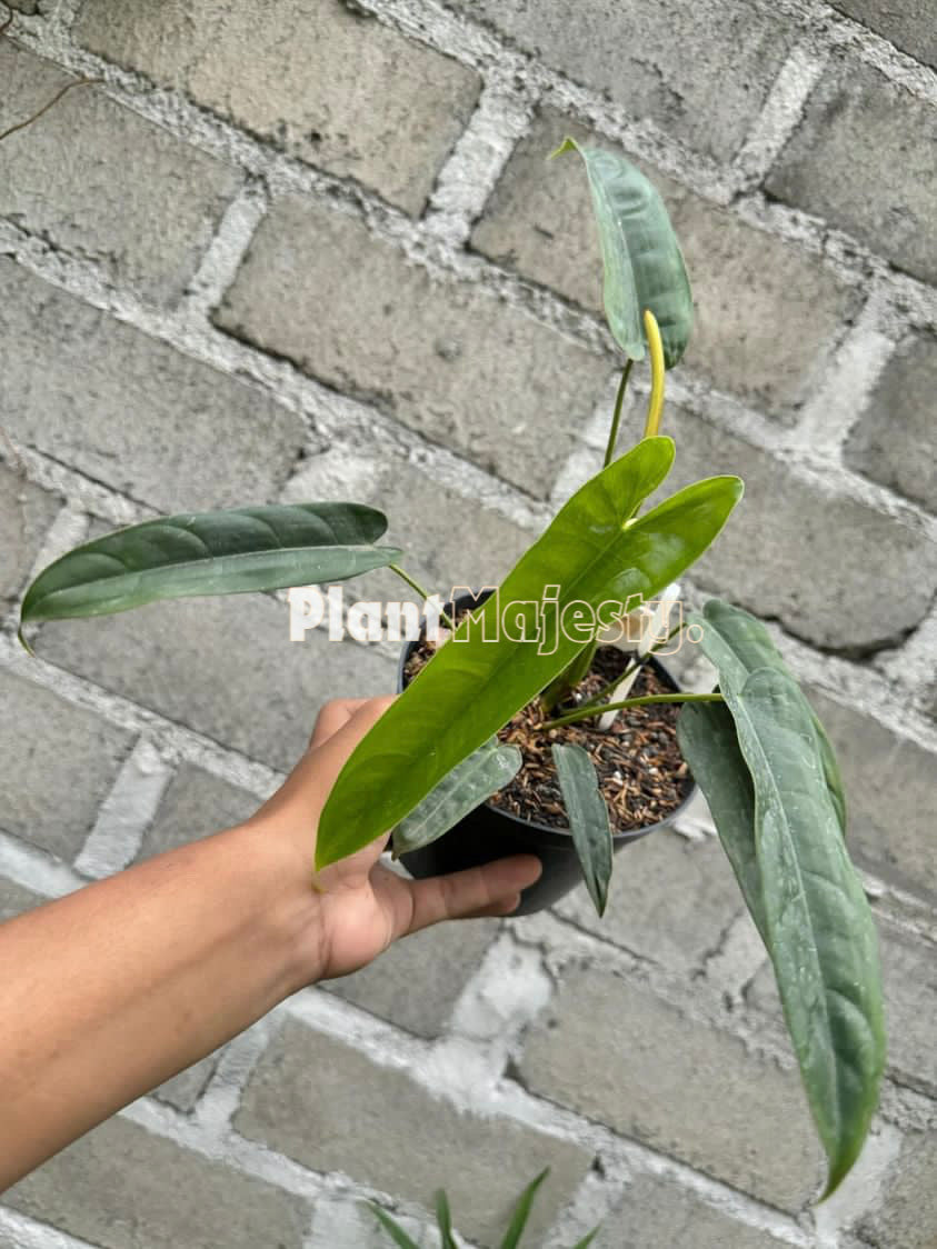 Philodendron Sp Felix