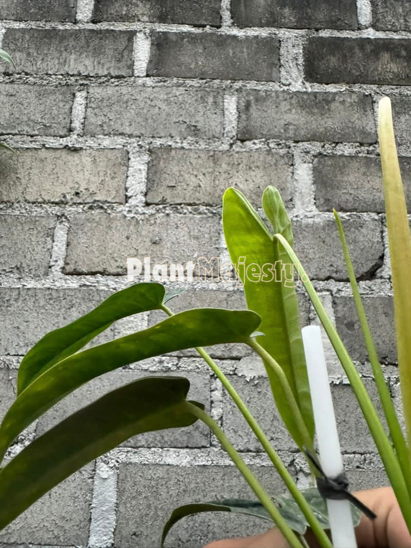 Philodendron Sp Felix