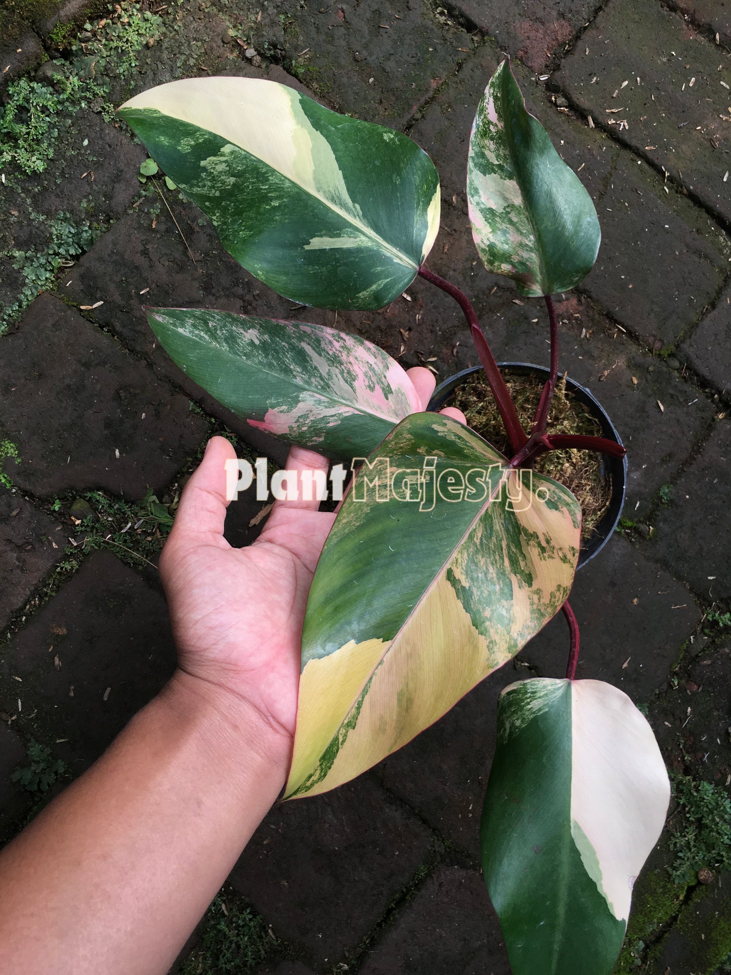 Philodendron Strawberry Shake Large