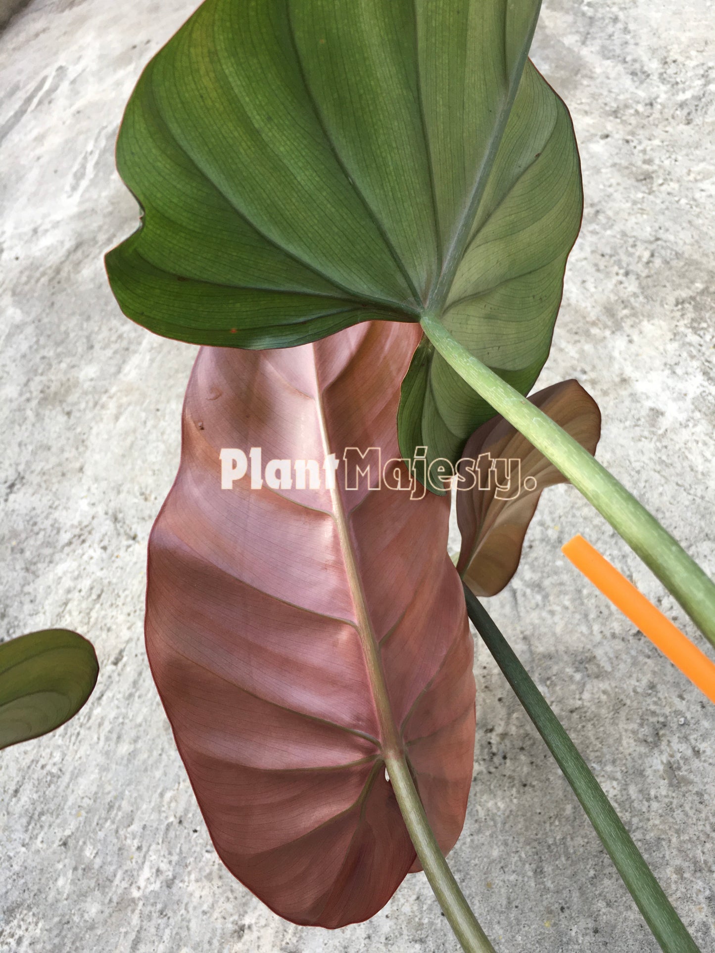 Philodendron Summer Glory