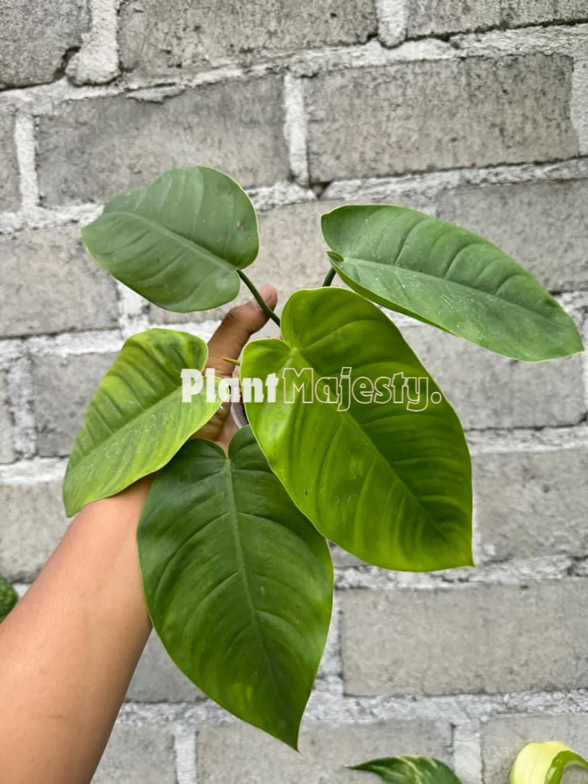 Philodendron Tenue x Philodendron Jose Buono