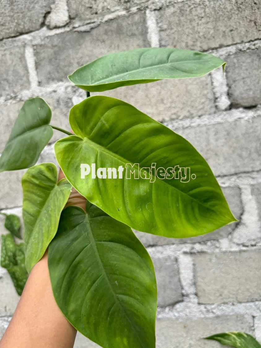 Philodendron Tenue x Philodendron Jose Buono