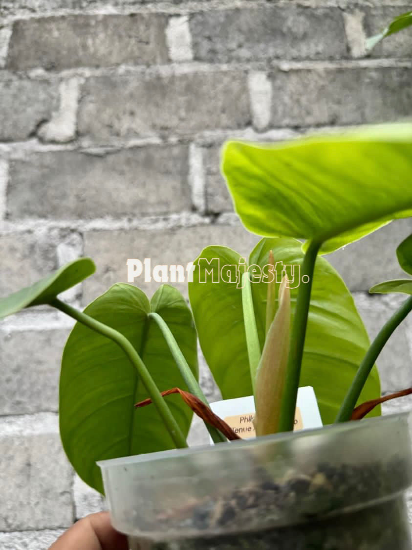 Philodendron Tenue x Philodendron Jose Buono