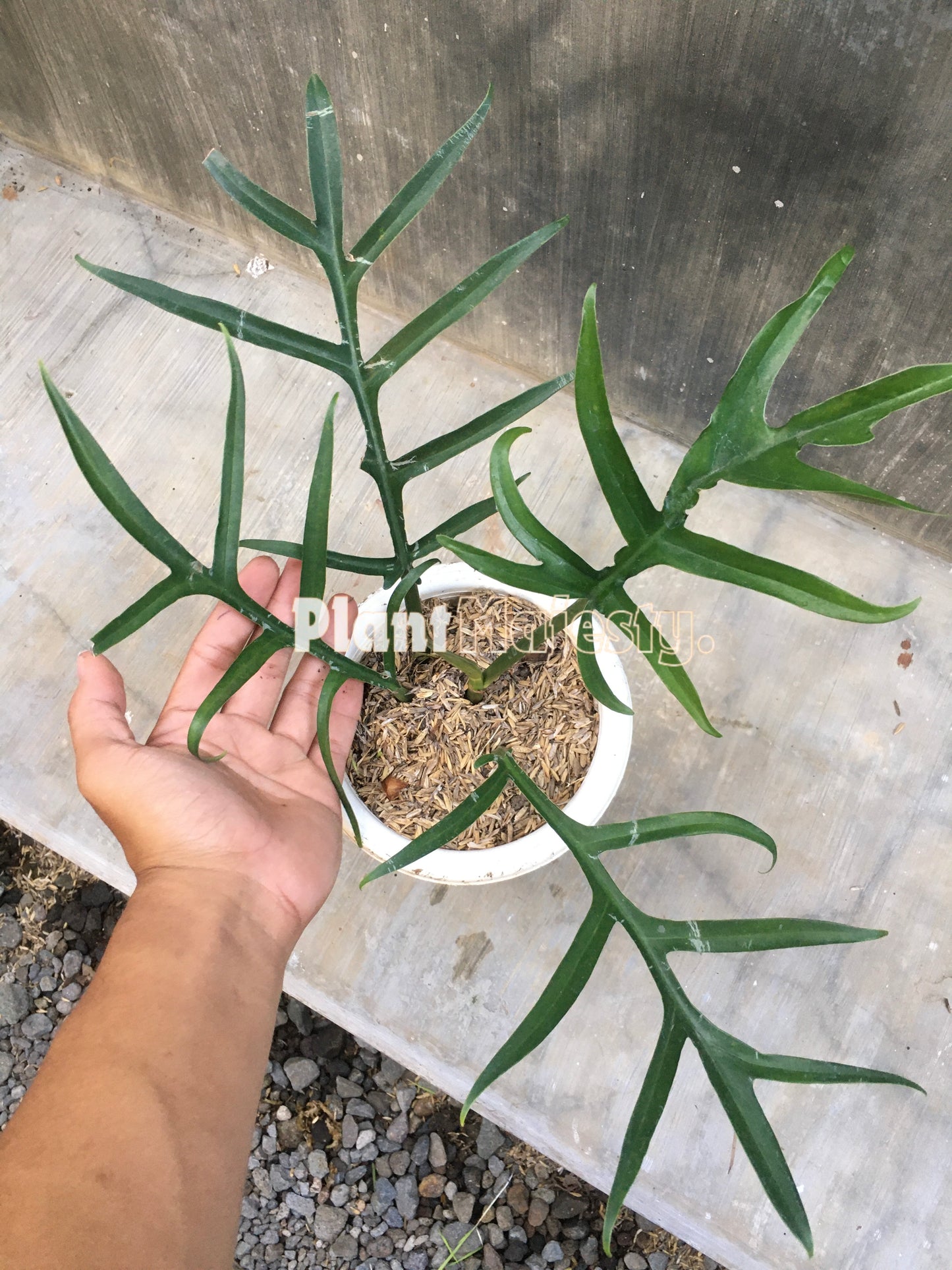 Philodendron Tortum Wide Form