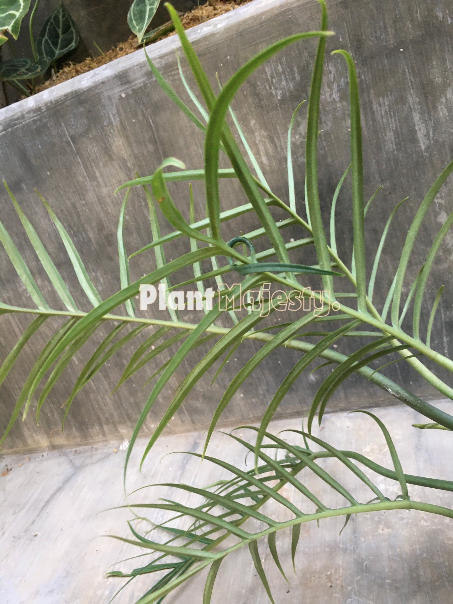 Philodendron Tortum