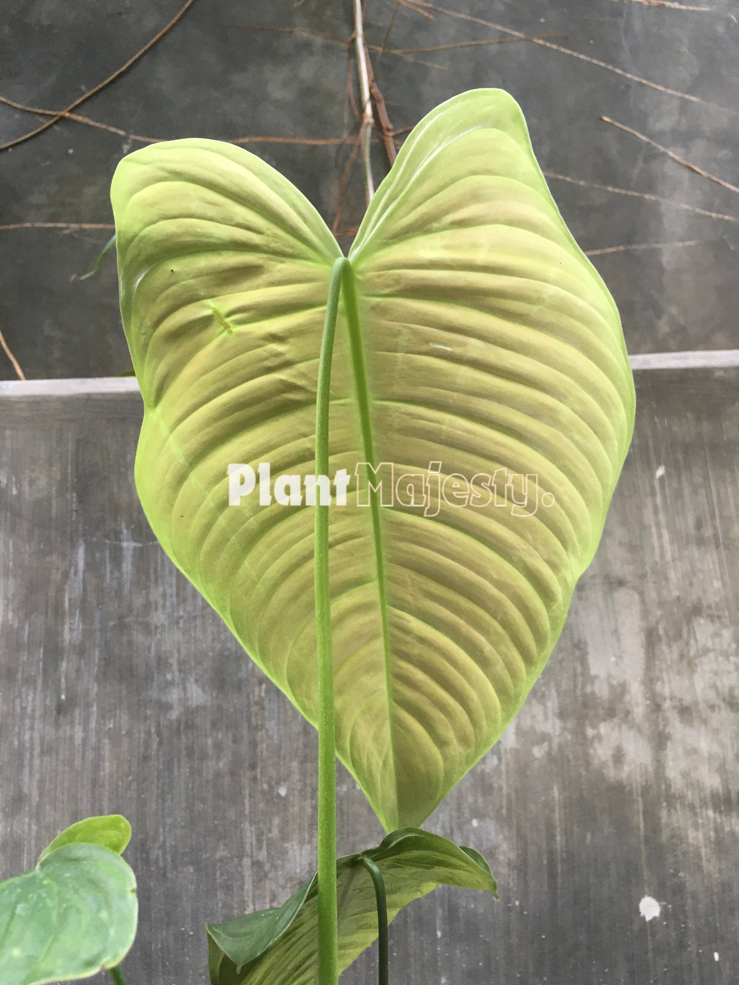 Philodendron Ventricosum