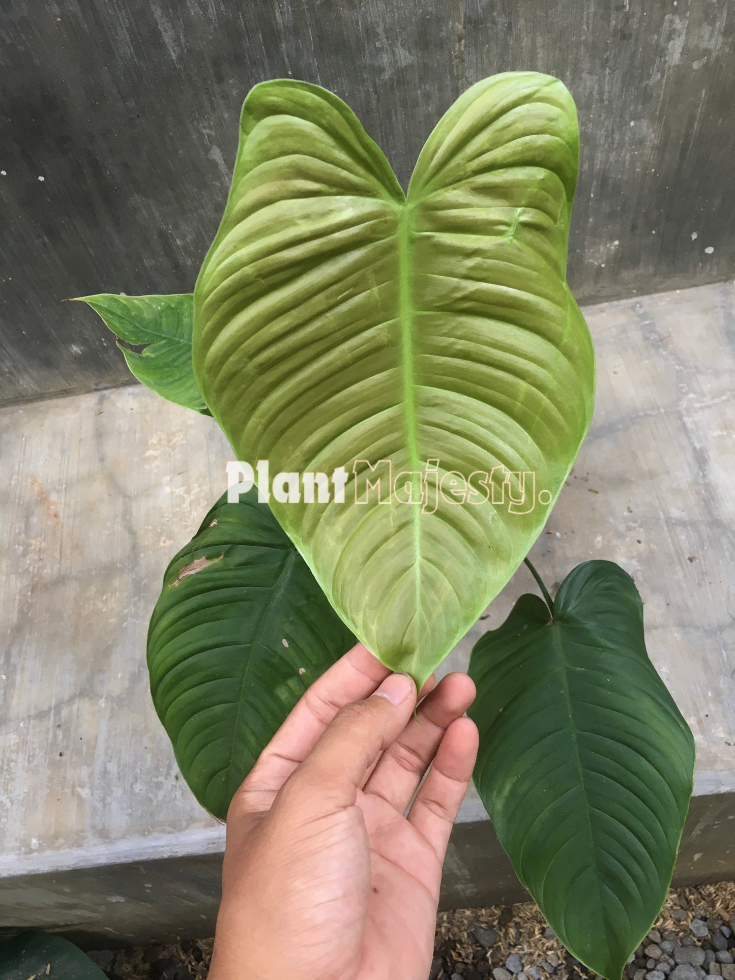 Philodendron Ventricosum