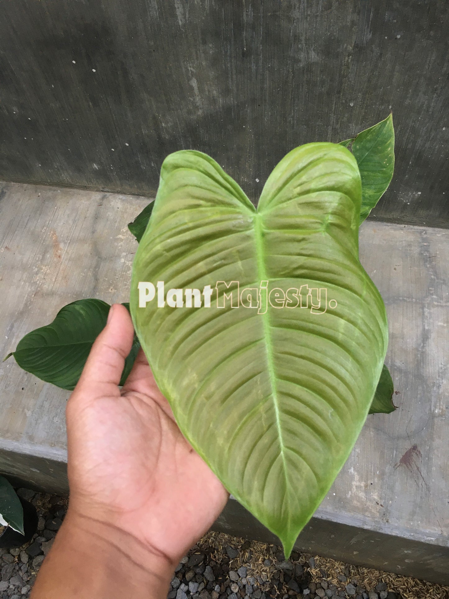 Philodendron Ventricosum