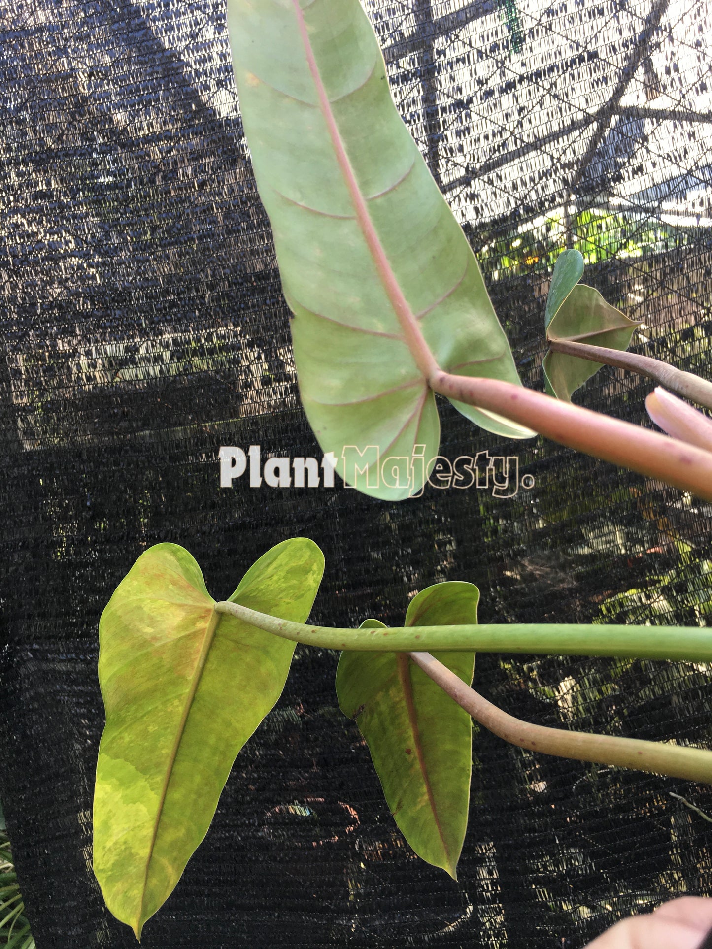 Philodendron Whipple way variegated