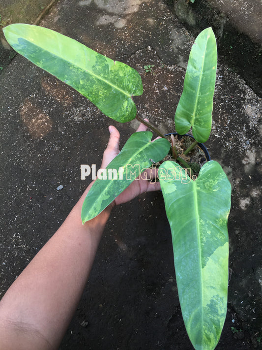 Philodendron Whipple way variegated