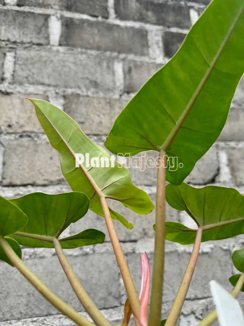 Philodendron Bipinnatifidum X Philodndron Billietiae