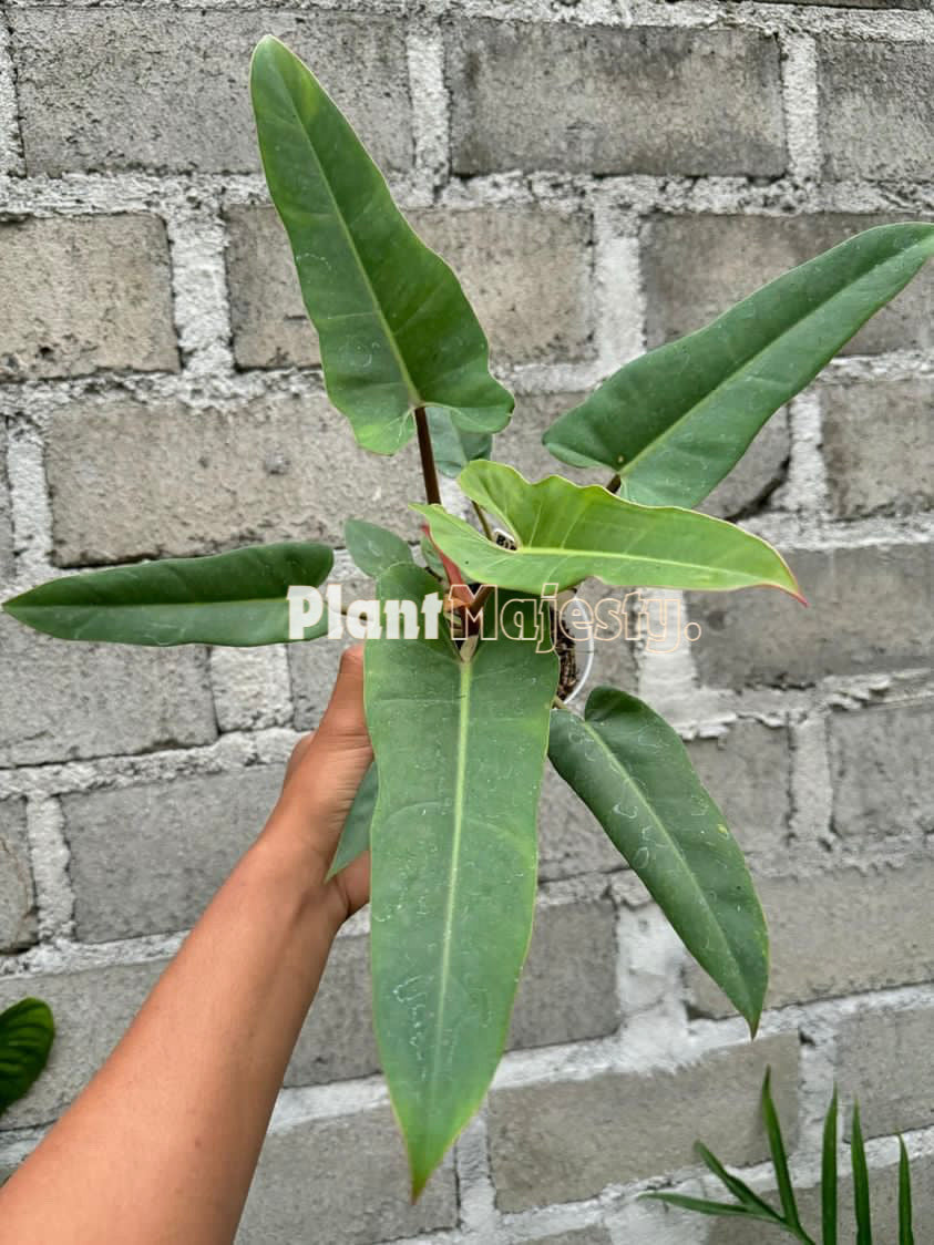 Philodendron Bipinnatifidum X Philodndron Billietiae