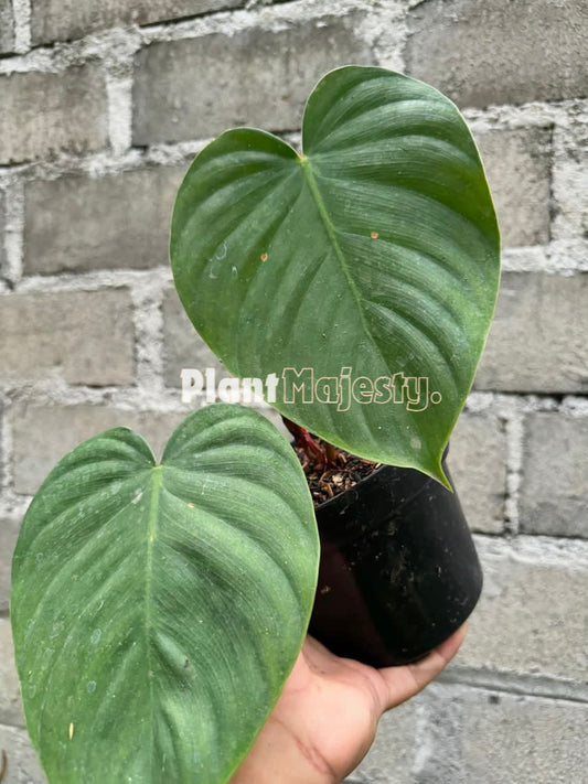 Philodendron Nangaritense x Philodendron Werneri