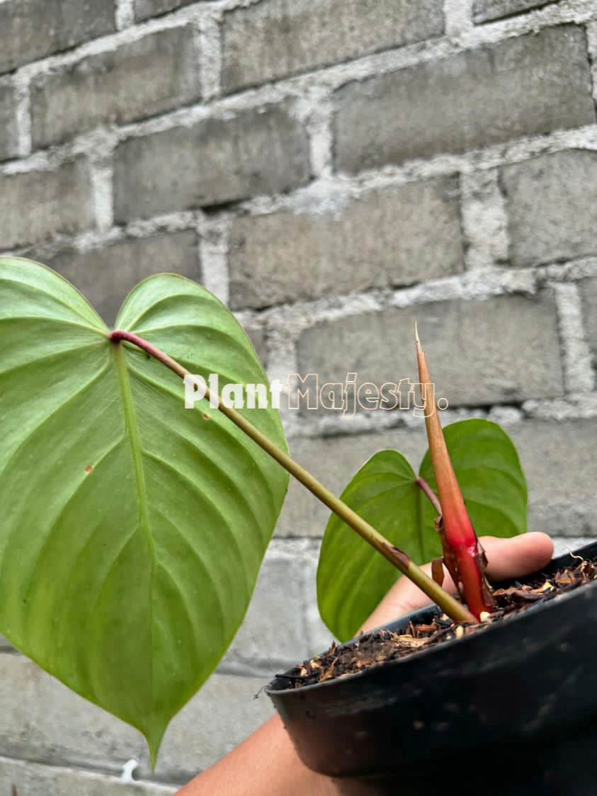 Philodendron Nangaritense x Philodendron Werneri