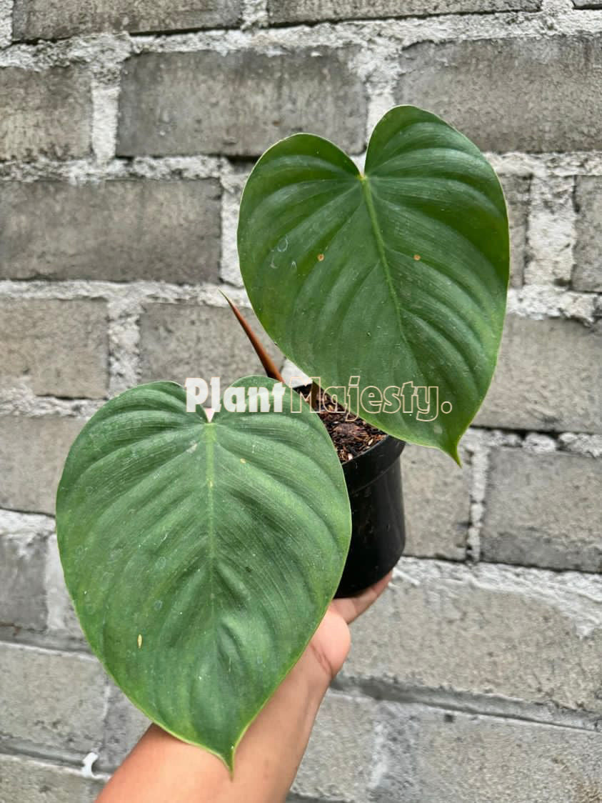 Philodendron Nangaritense x Philodendron Werneri