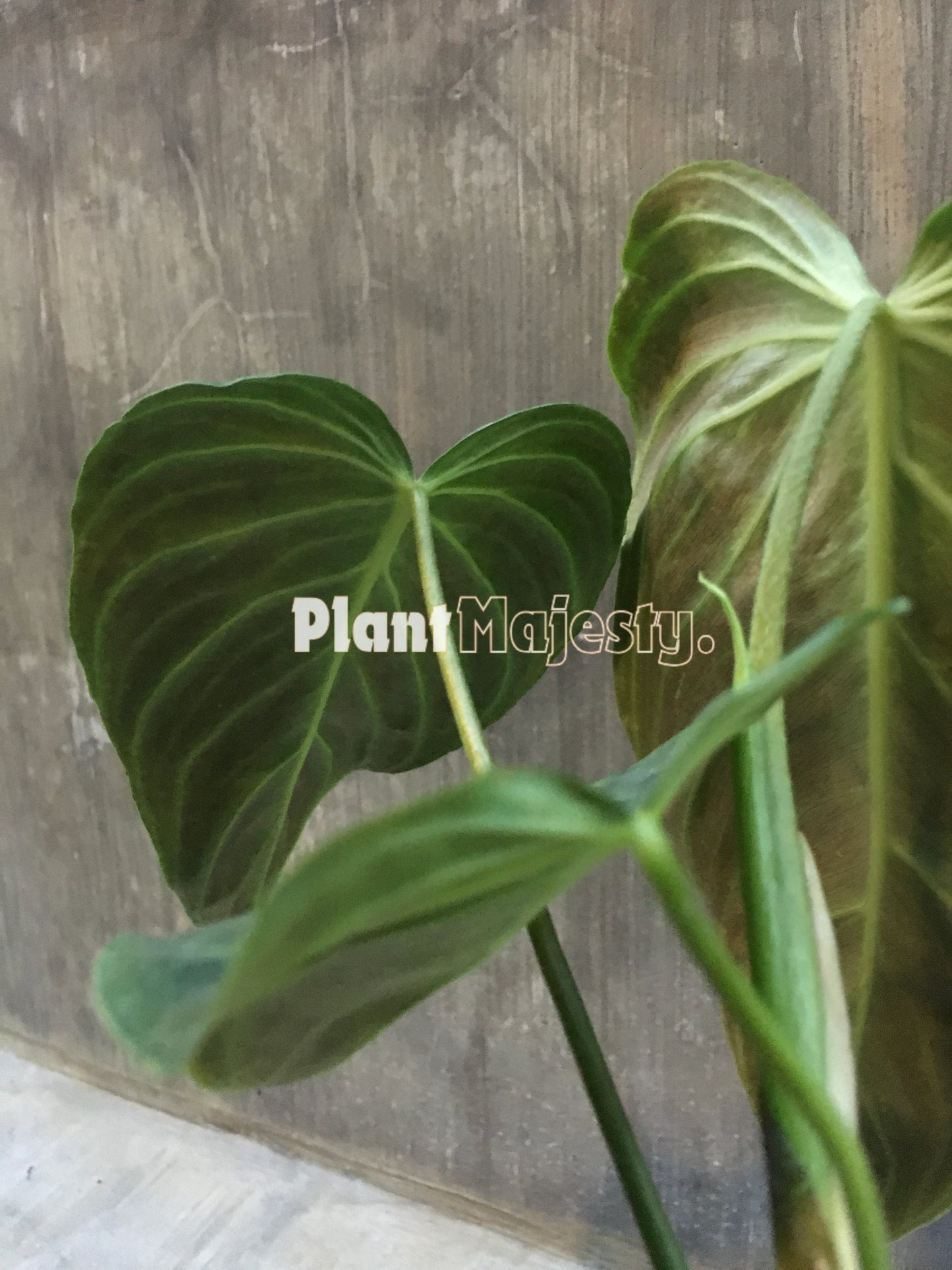 Philodendron Splendid