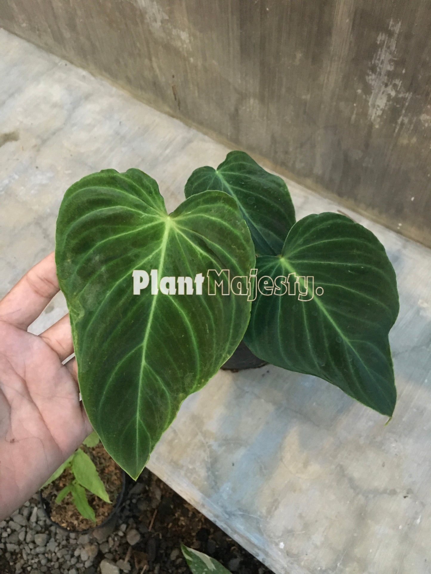 Philodendron Splendid