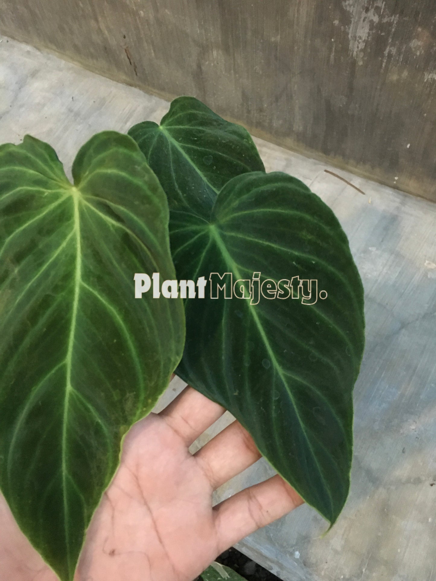 Philodendron Splendid