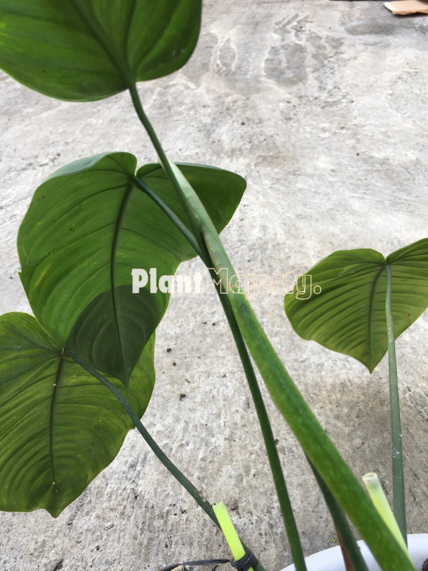 Philodendron Tenue