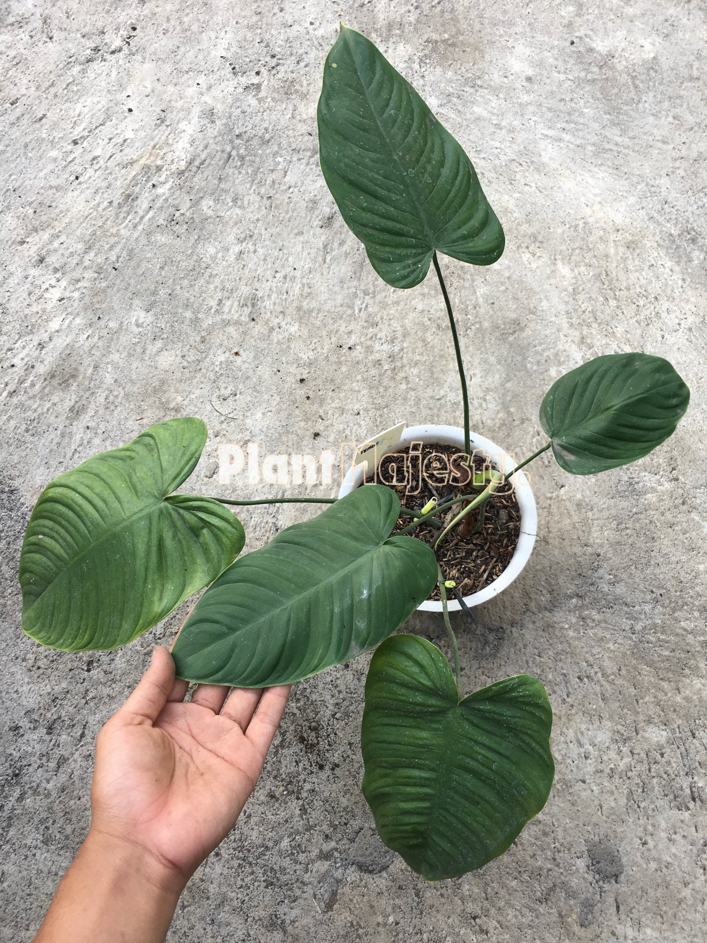 Philodendron Tenue