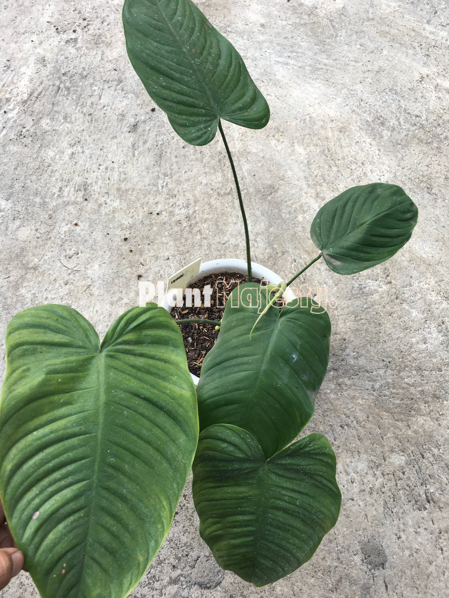 Philodendron Tenue