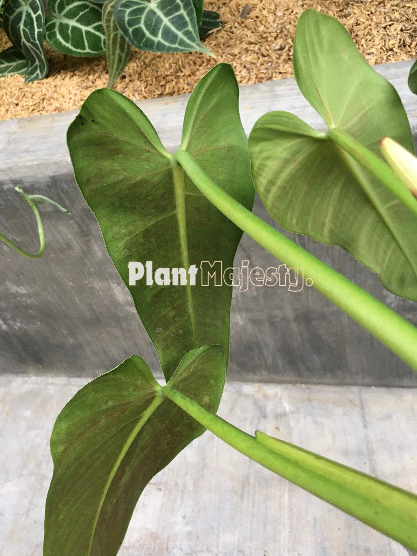 Philodendron Tuxlanum