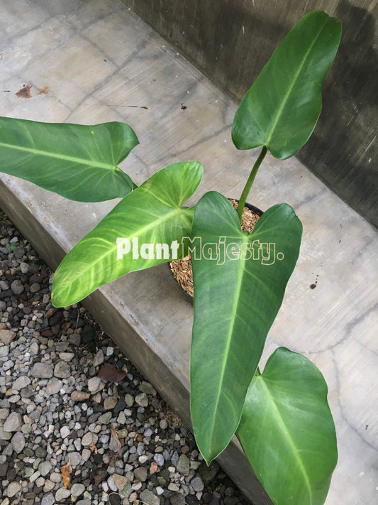 Philodendron Tuxlanum