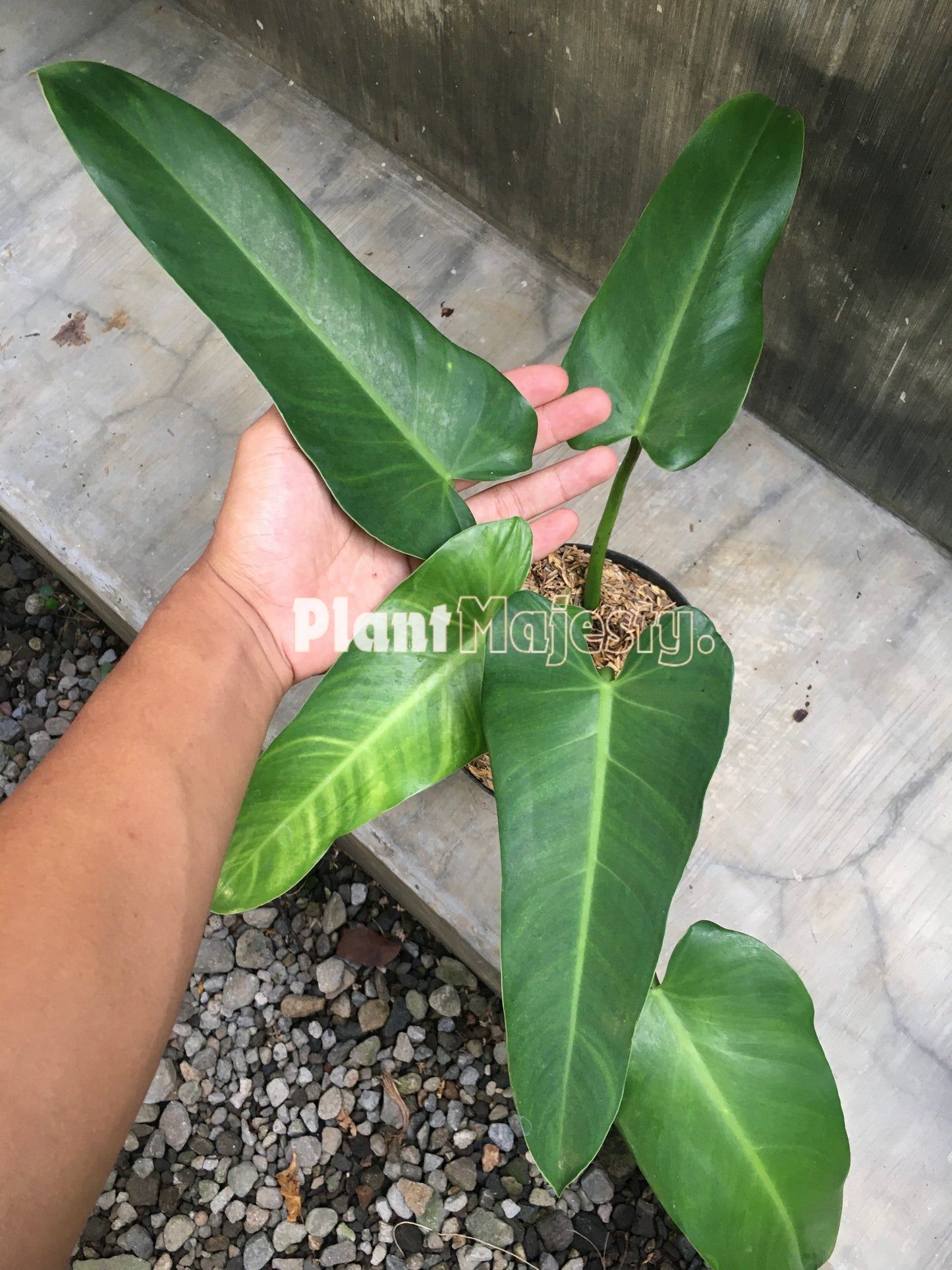 Philodendron Tuxlanum