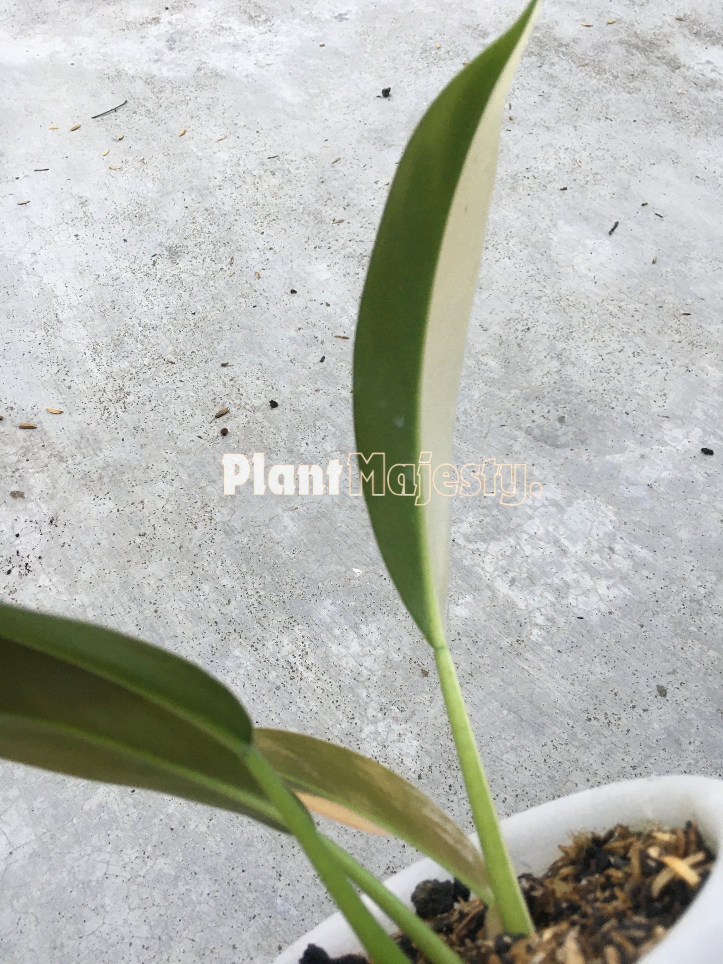 Philodendron Wend Imbe Variegated