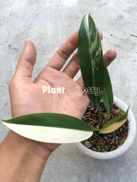 Philodendron Wend Imbe Variegated