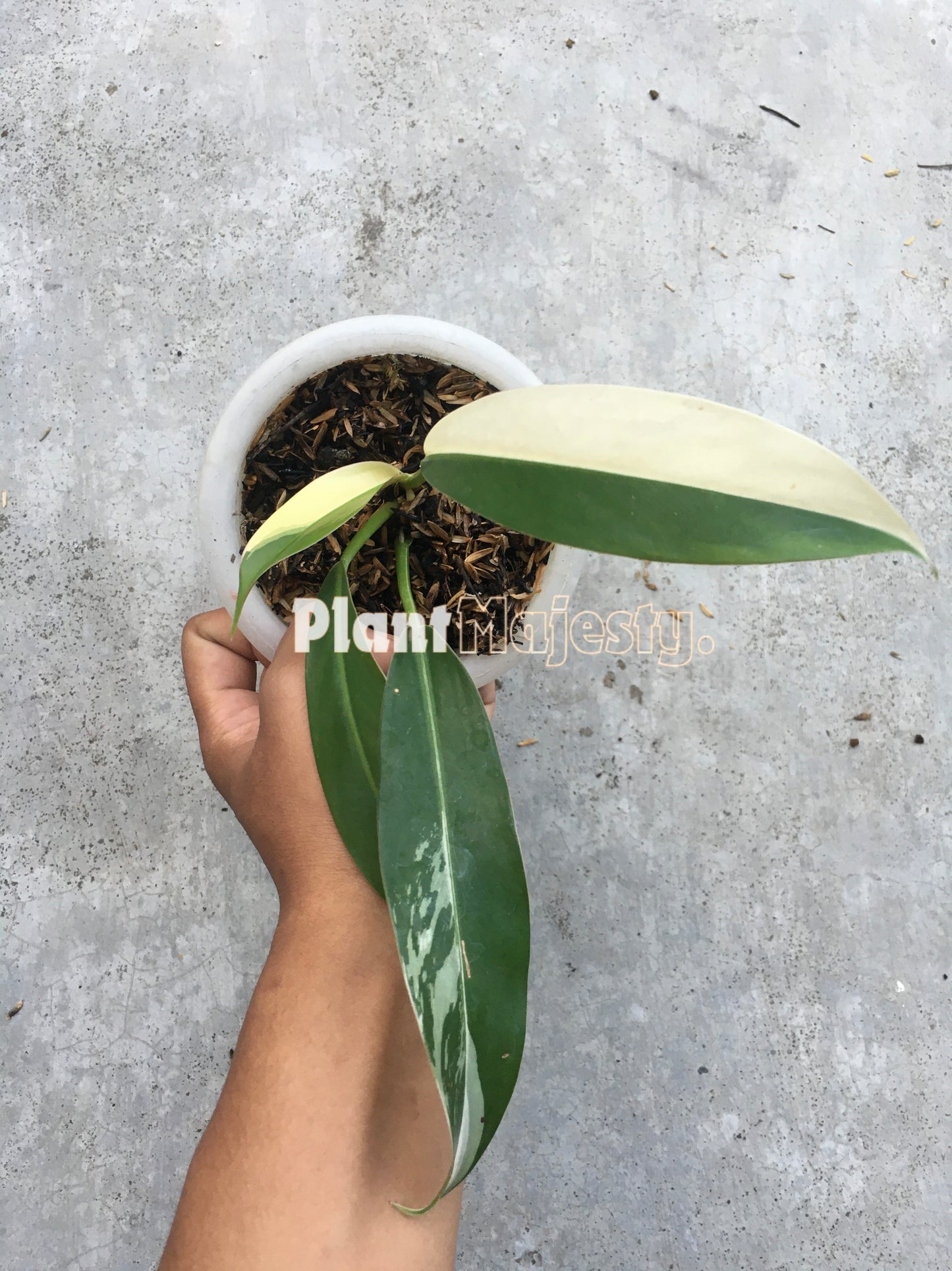 Philodendron Wend Imbe Variegated