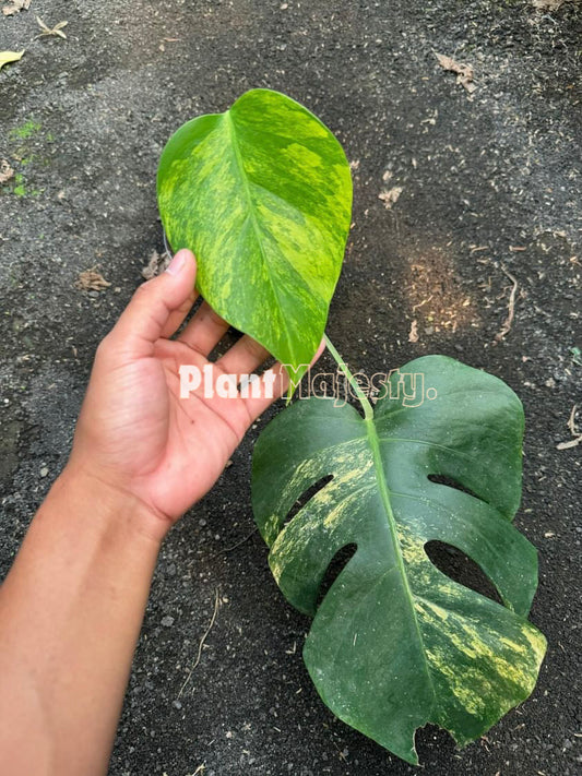 Rooted Cutting Monstera Aurea Variegated