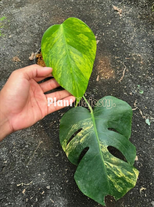 Rooted Cutting Monstera Aurea Variegated