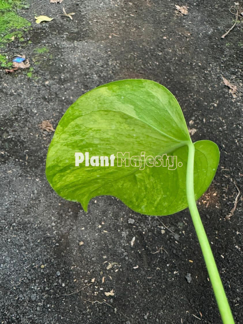 Rooted Cutting Monstera Aurea Variegated