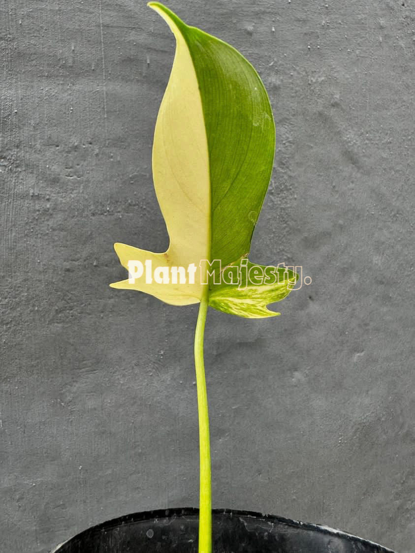 Rooted Cutting Philodendron Pedatum Variegated